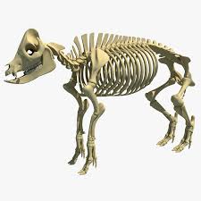 swine skeletal structure startfaqe brazil