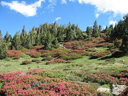Pic Carlit 2921m Randonnee Pyrenees Orientales Randonnee Pyrenees Randonnee Pyrenees Orientales Randonnee