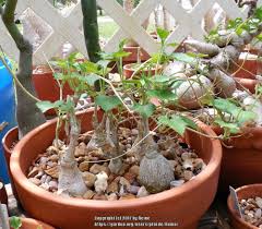 Image result for Kedrostis