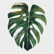 Swiss Cheese Plant Google Search Plant Drawing Leaf Drawing Watercolor Plants