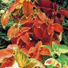 Image result for Coleus thyrsoideus