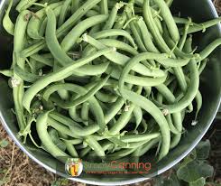 Maybe you would like to learn more about one of these? Canning Green Beans Easy A Perfect Start For New Canners