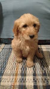 We're no longer taking deposits, but after the litter arrives, if one becomes available, we'll share that news. Golden Doodle Puppies For Sale Clare Mi 256541