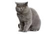 Best Cat Breeds For Year 2020: Shorthair And Longhair Cats