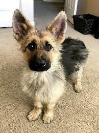 I have german shepherd puppies for sale as pets that are wonderful, loving, family protectors. Adorable German Shepherd Has Dwarfism People Com