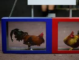 Ayam aduan asal vietnam juga memiliki pamor dalam dunia ayam laga. Berita Sabung Ayam Hari Ini Kabar Terbaru Terkini Liputan6 Com