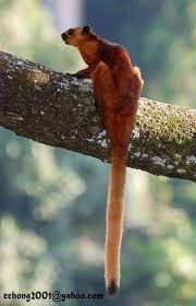 Red Giant Flying Squirrel Taken At Rdc Sepilok Sandakan Sabah Malaysia Flying Squirrel Animals Wild Rare Animals