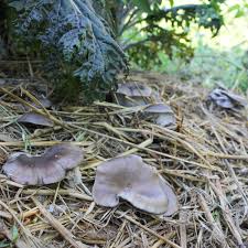 Nov 19, 2020 · climate. Mushroom Garden North Spore