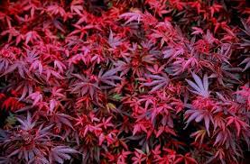 Buy japanese maple trees and get the best deals at the lowest prices on ebay! Japanese Maples Under 10 Feet N Z Sunnyside Nursery