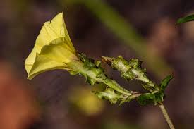 Image result for Xenostegia alatipes