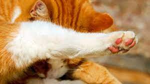 Cat Horned Paws What Are Cutaneous Horns And What Can You Do About Them The Dog People By Rover Com