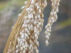 Image result for Panicum carneovaginatum