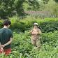 Nix the Knotweed: Cut #8 of 9 and Picnic!