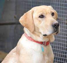 Check spelling or type a new query. Taylor Labrador Retrievers