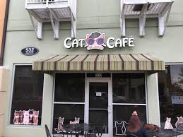 The hard rock cafe one night had great food and atmosphere. View From Outside Picture Of Orlando Cat Cafe Clermont Tripadvisor