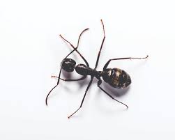 They're also attracted to sugars like honeydew, a. Carpenter Ant Identification Habitat Behavior The Bug Man