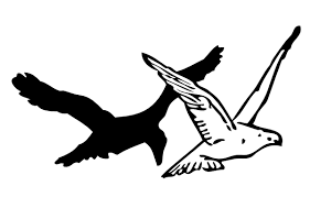 How To Draw A Flying Crow Easy Step By Step For Beginners How to draw a thirsty crow. to draw a flying crow easy step by step