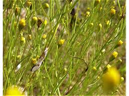 Image result for Schkuhria pinnata