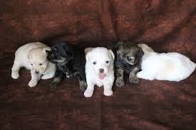 You can find mi ki puppies priced from $1250 usd to $3500 usd with one of our credible breeders. Tlc Puppy Love Where All They Know Is Love