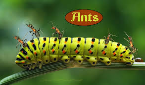 The question is very common among those who have caterpillars at home and want to treat their little friends with something delicious and then see them turn into wonderful butterflies. 13 Monarch Predators Save More Monarch Butterflies