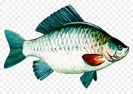 fish cartoon png download 1024 716 free transparent common carp png download cleanpng kisspng fish cartoon png download 1024 716
