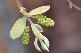 Image result for Combretum pisoniiflorum