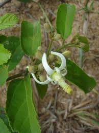 Image result for Grewia pachycalyx