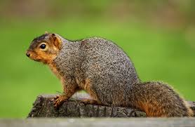 Squirrels have four teeth in the front of their mouth that constantly grow. Fox Squirrel