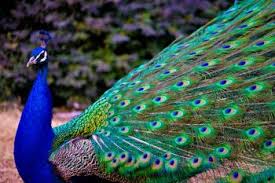 Peafowl are a type of pheasant and are characteristics of a peacock bird. Peacocks Euclid Public Library