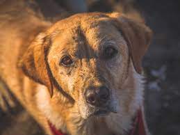 Natural Treatment For Laryngeal Paralysis In Dogs Dog Discoveries