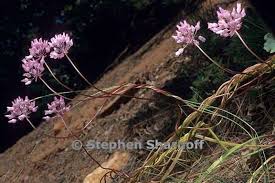 Image result for Vandellia subracemosa