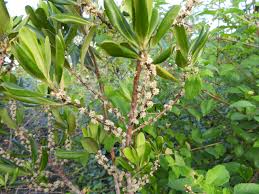 Image result for Myrsine