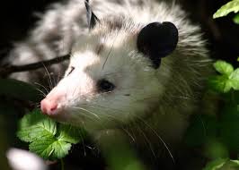 Its body goes limp, its breathing appears to stop, and its tongue sticks out, but it's not merely pretending… opossums don't actually play dead when they're threatened. I M Not Dead Opossum Plays Possum