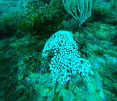 Image result for Loxodera caespitosa