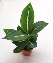 Pin On Plants