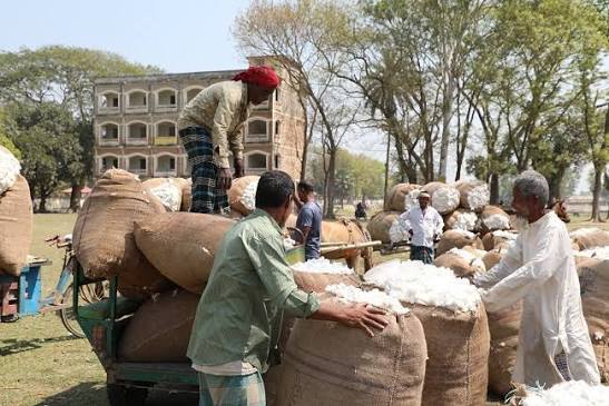 Bangladesh cultivating top-notch quality cotton