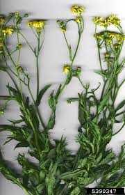 Image result for Senecio madagascariensis