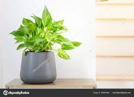 Image result for Epipremnum en casa
