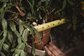 Never saw any christmas cactus that big before, i would love mine to grow half that size. How To Repot A Christmas Cactus The Heirloom Lady