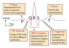 Electrocardiograms