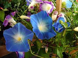 Morning glories climb by twining. Care Of Morning Glory Plants How And When To Plant Morning Glories