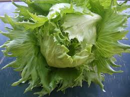 How to harvest your lettuce so it keeps growing? What Is Wrong With My Lettuce Hgtv