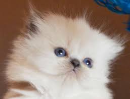 Alternatively, you may enter a specific animal name or animal. Mother S Day Himalayan Persian Kittens Big Blue Eyes For Sale In San Diego California Classified Americanlisted Com
