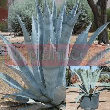 Image result for Agave americana