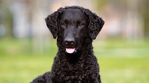 Maybe you would like to learn more about one of these? Curly Coated Retriever Price Temperament Life Span