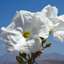 Image result for Ixora mildbraedii