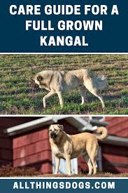 Full Grown Kangal In 2020 Kangal Dog Breeds Dogs