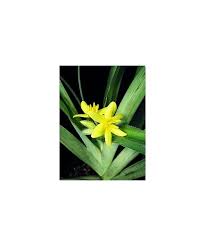 Image result for Hypoxis monanthos