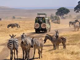 Check spelling or type a new query. African Safaris Tours 1 Tour Operator Safari Ventures