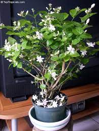 Pin On Growing Perfumed Garden